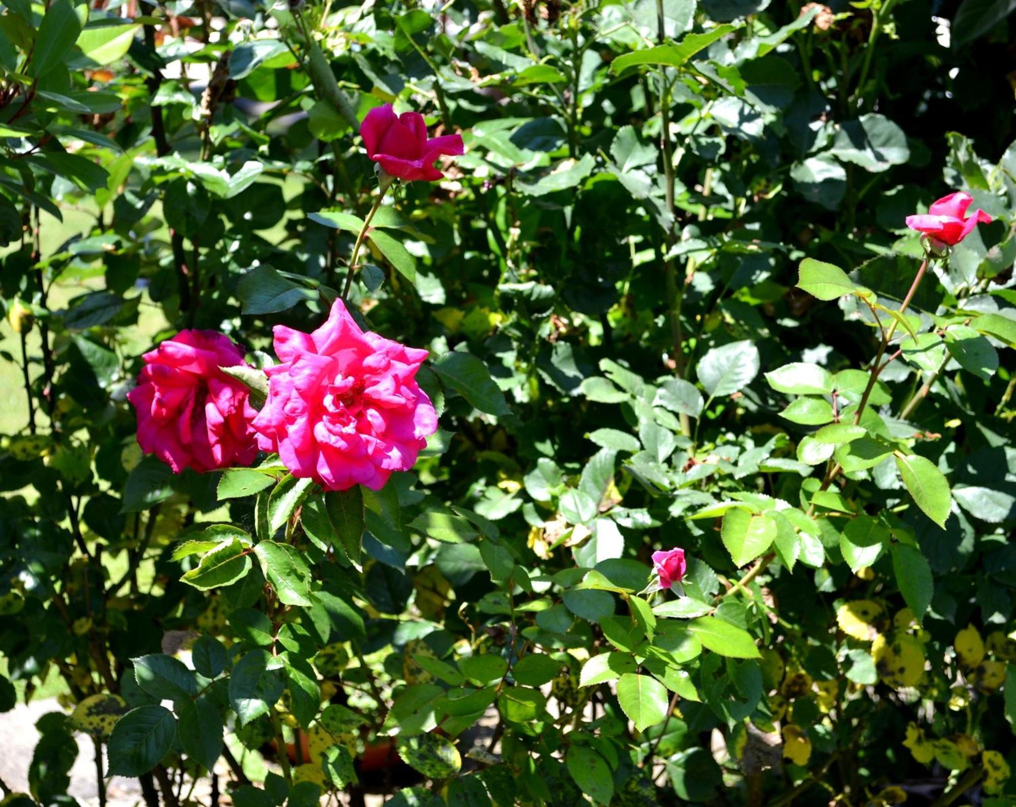 Guest House Diabora Arbanasi Rom bilde